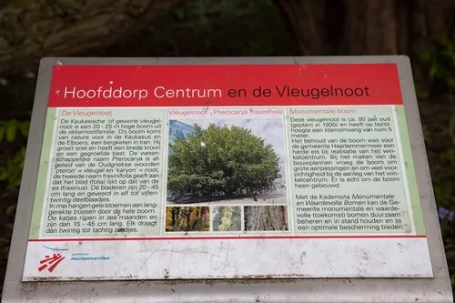 3z1a0439 kaukasische vleugelnoot wim meijer fotografie