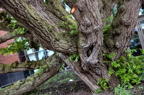 3z1a0442 kaukasische vleugelnoot wim meijer fotografie