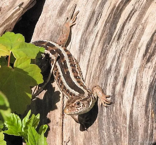 93939743 2815720601860521 8550345915632713728 o