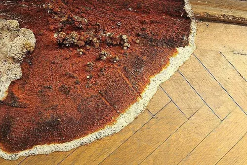 beestjes kwijt rechtenvrije afbeelding 1 1