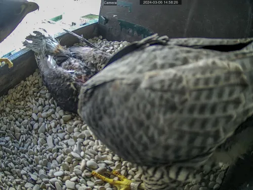 blog10 maart vrouwtjeslectvalk laathaar nest zienaannieuw mannetje