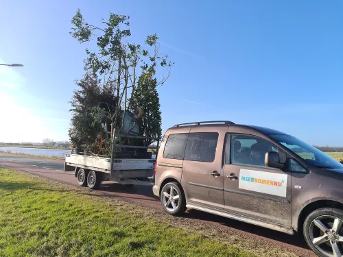 blog4febr boompjes klein