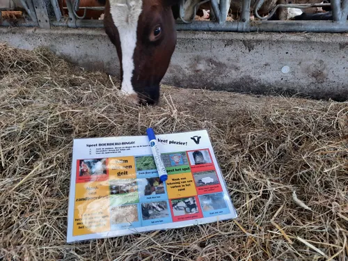 boeren bingo
