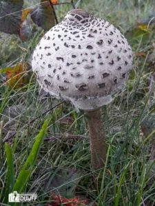 bolle parasolzwam 225x300