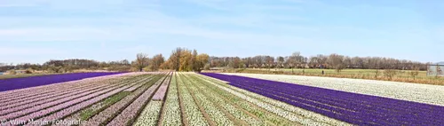 bollenvelden lisse panorama 2 wim meijer fotografie 24 3 2020