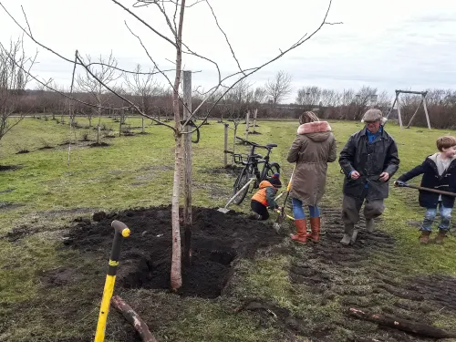 een kersen zaailingvan 5 m planten