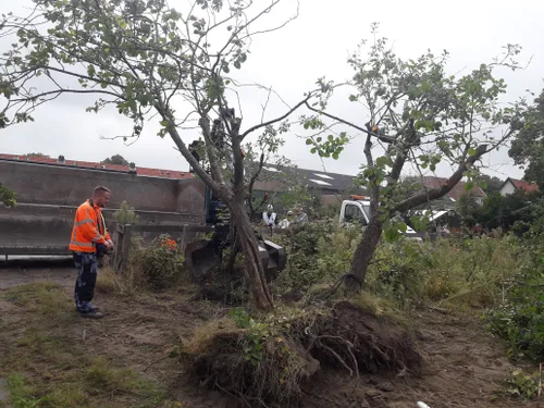 groterebomen kunnen we ook redden