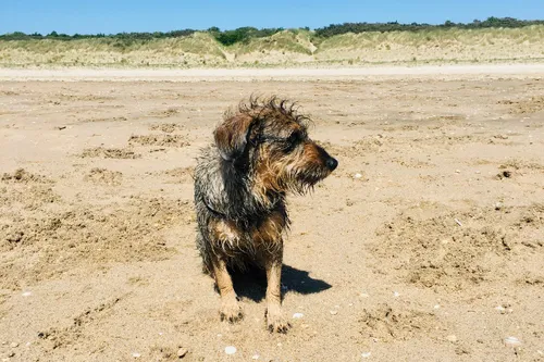 hond op het strand door gisela clarke