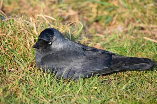 jackdaw 3576356 1920