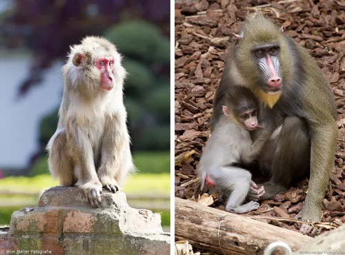 makaak en baviaan