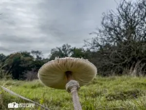 onderzijde paddenstoel schuin 300x225