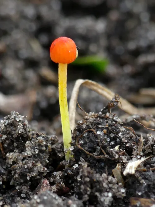 oranjedwergmycena
