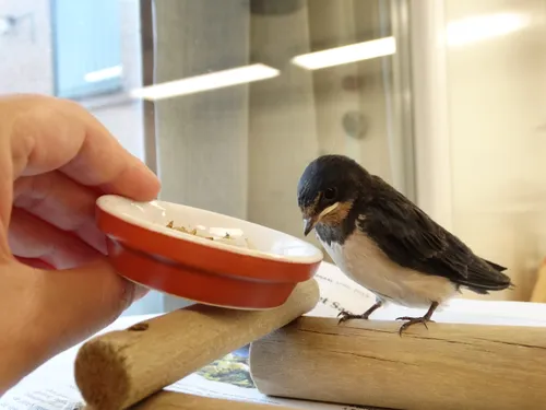 persbericht vogelrampenfonds haarlem 1 bijvoeren vogelrampenfonds haarlem