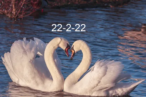 swans ga5e2f2464 1920