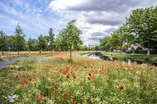 vrijheidsdreef uitgelicht