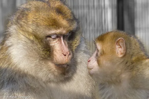 wim meijer fotografie apenliefde