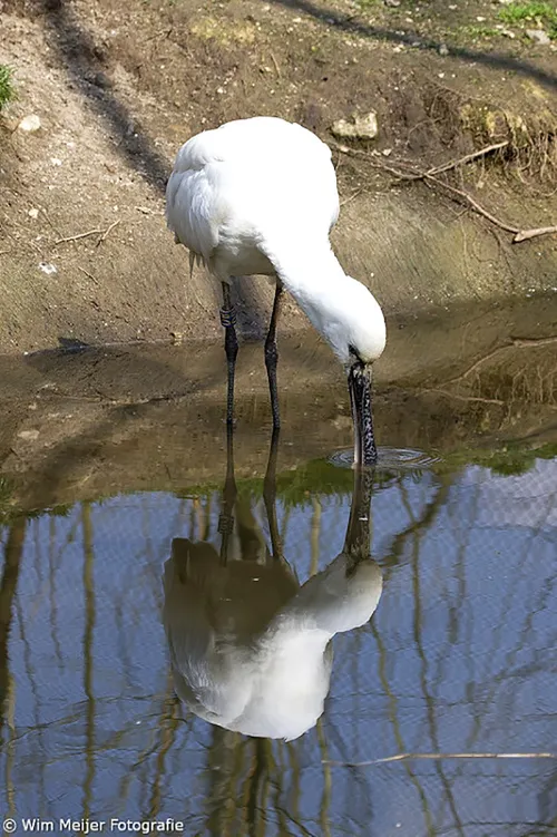 wim meijer fotografie lepelaar pic01 682x1024