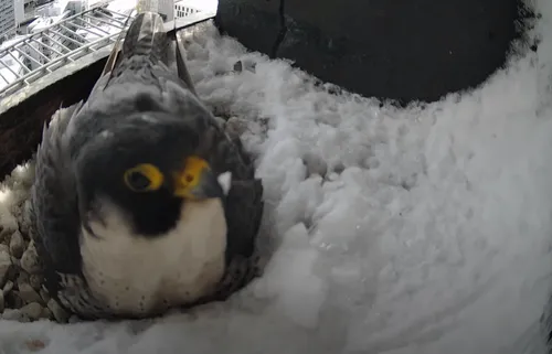 wk13moederindesneeuw