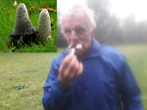 wk42geschubbdeinktzwam