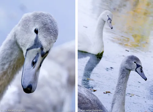 zwanen combi 1024x756