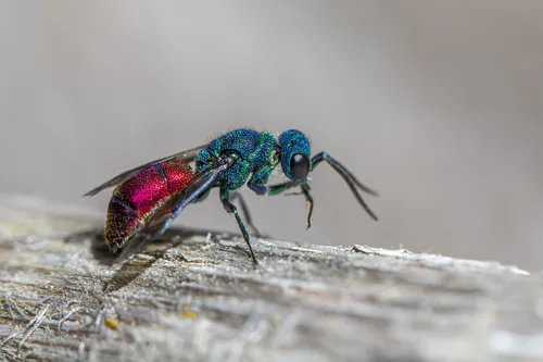 cuckoo wasp 8222801 1920