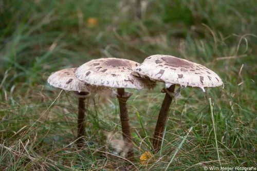 Parasolzwammen
