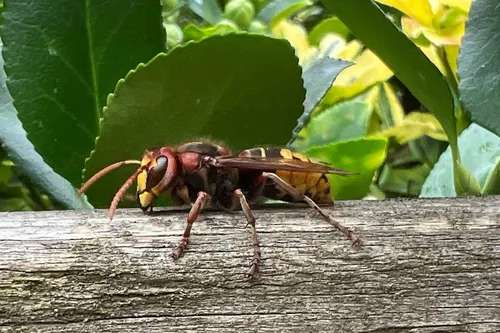 Europese hoornaar op schutting augustus 2025 - Nathan Veenstra