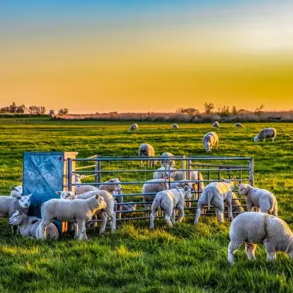 schaapjes zon veld