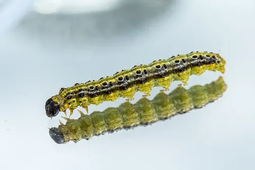 caterpillar 755406 640