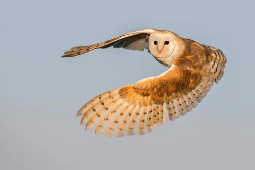 15232254 753606801457365 7551248378736485410 n