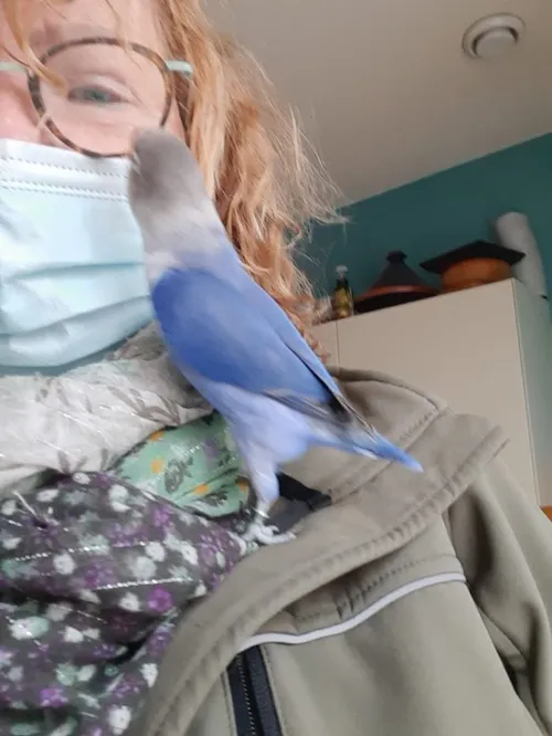 agapornis duivenkamp