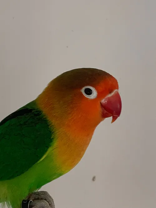 agapornis helmbloemmeen harderwijk