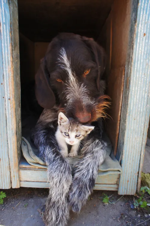 dog and cat 211503