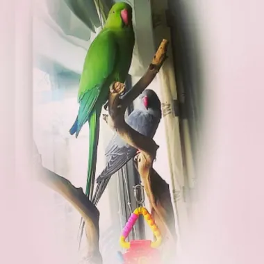 halsbandparkieten pc boutenslaan