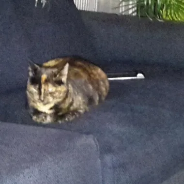 isabella triasgracht