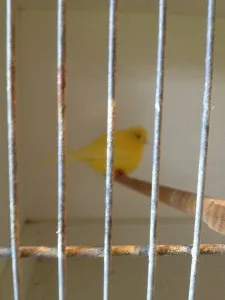 kanarie bruggestraat 225x300