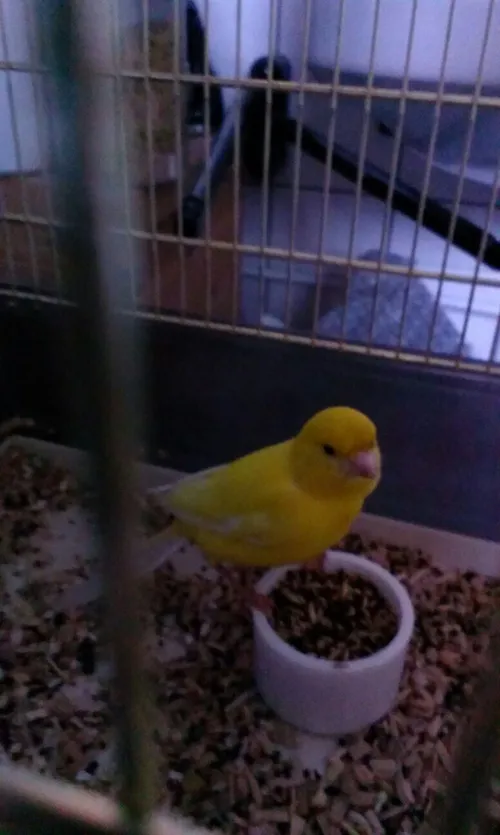 kanarie oostermheenweg