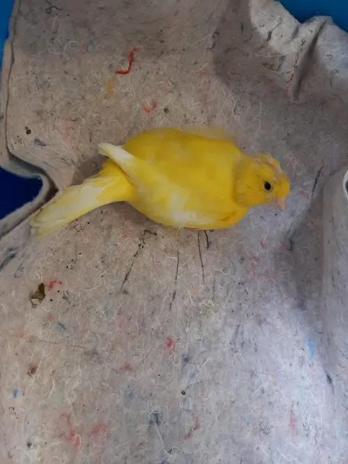 kanarie schaepmanlaan