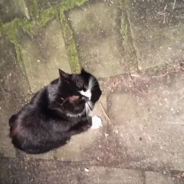 kat dennenlaan harderwijk