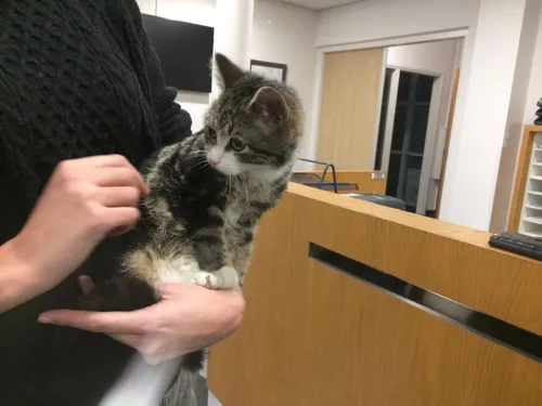 kitten kelvinstraat 1