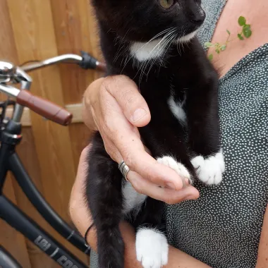 kitten van brakellaan