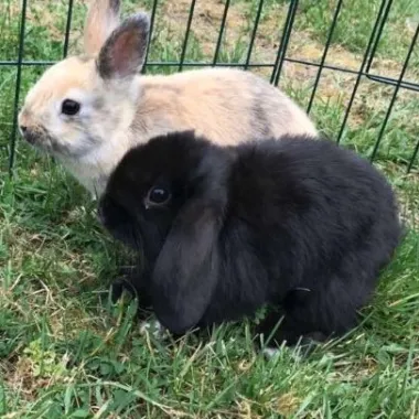 koninen ullerbergerhout