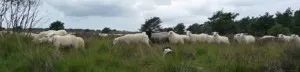 kudde schapen ermelo schaapskooi schapedrift geesje eleveld 300x72