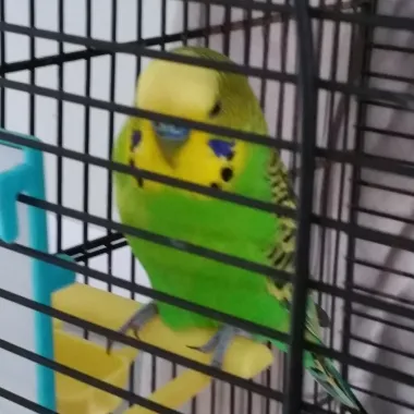 parkiet bongerdsteeg