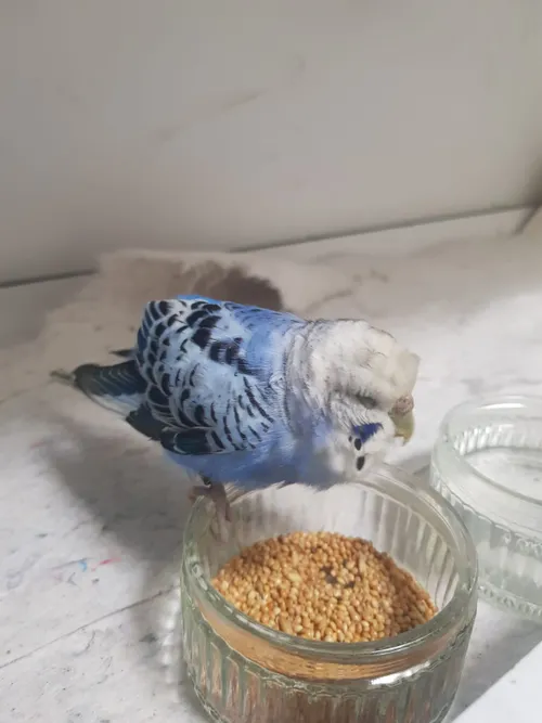 parkiet schippersmeen 1 11