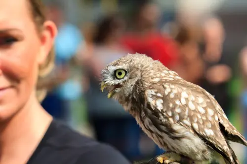 roofvogelshow 1024x683