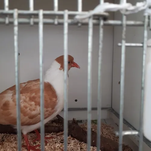 sierduif troelstralaan