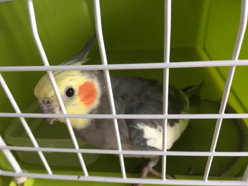 valkparkiet albthijmlaan