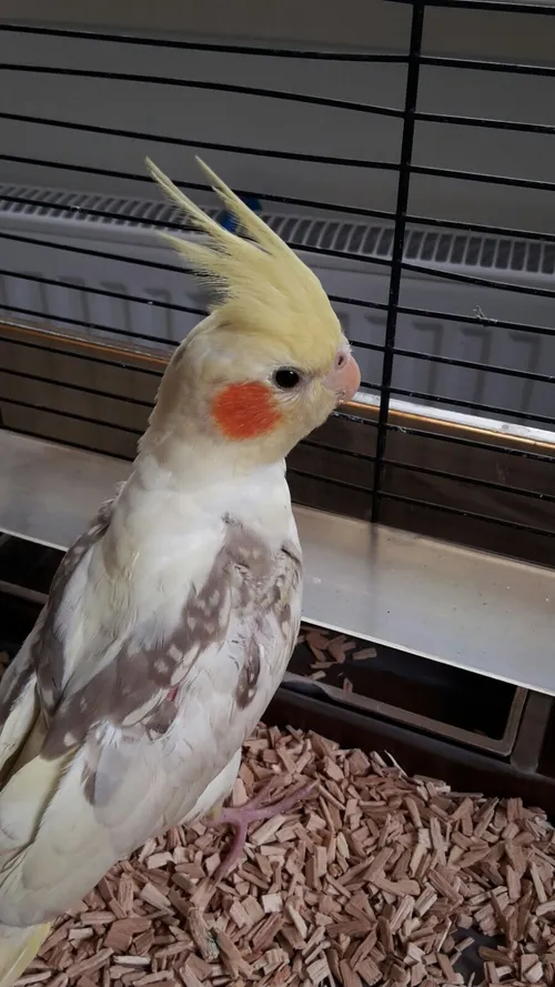 valkparkiet kerkstraat