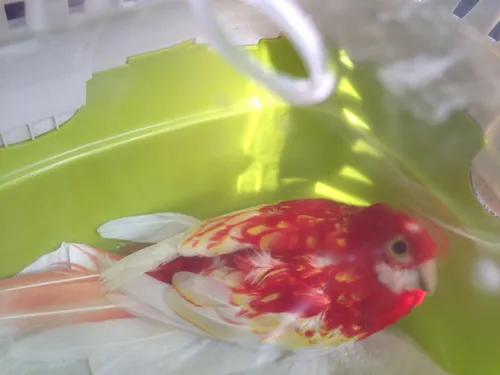 vogel van maerlantlaan